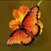 11fc4eff3a8aafbf9c85a20fe075bc99--monarch-butterfly-tattoo-butterfly-exhibit.jpg